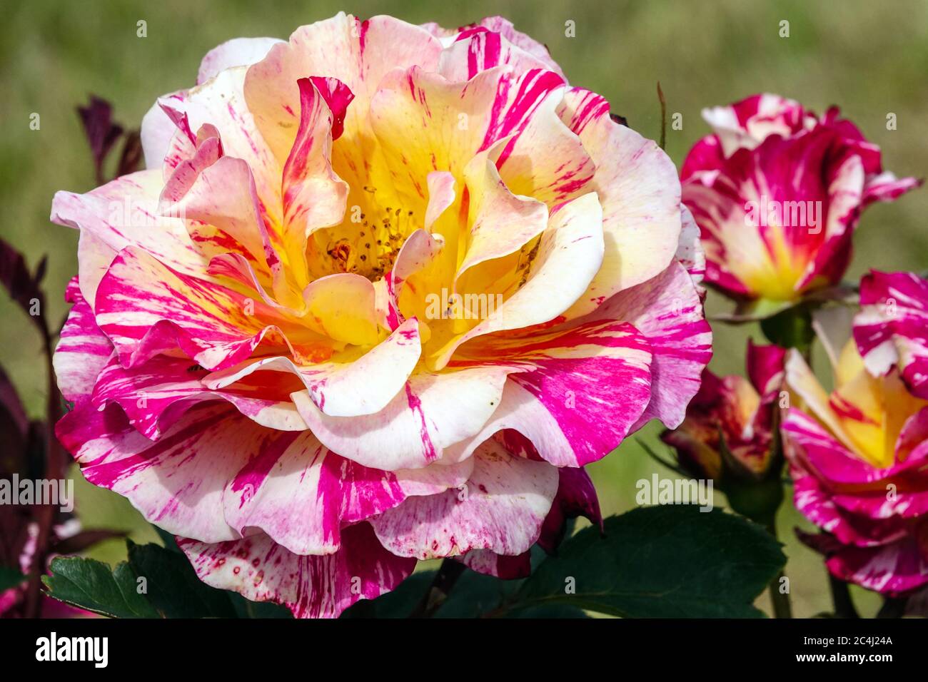 Rosa fiore rosa "Maurice Utrillo" fiori a righe rosa ibrida di tè Foto Stock