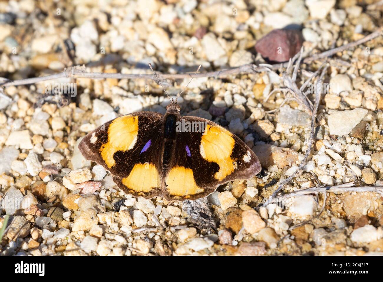 Farfalla Pansy gialla (Junonia hierta cebre) a terra con le ali aperte. Capo occidentale, Sudafrica Foto Stock