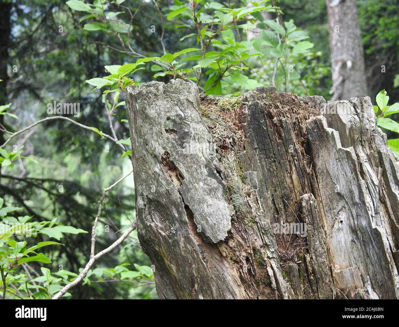 Tronchi di legno isoaltati. Concetto di deforestazione. Foto Stock