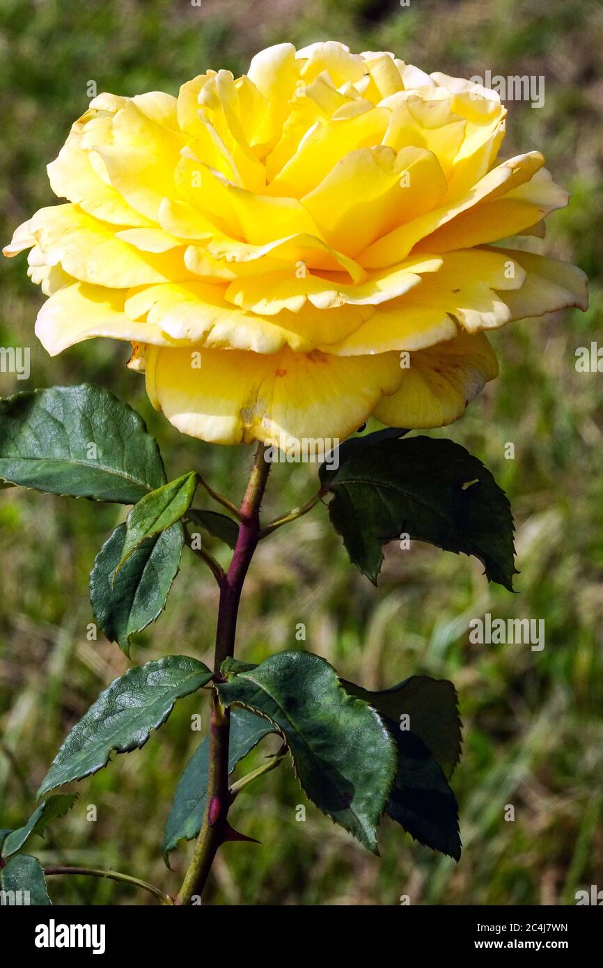 Rosa Rosa Rosa Rosa Sole Mio Foto Stock