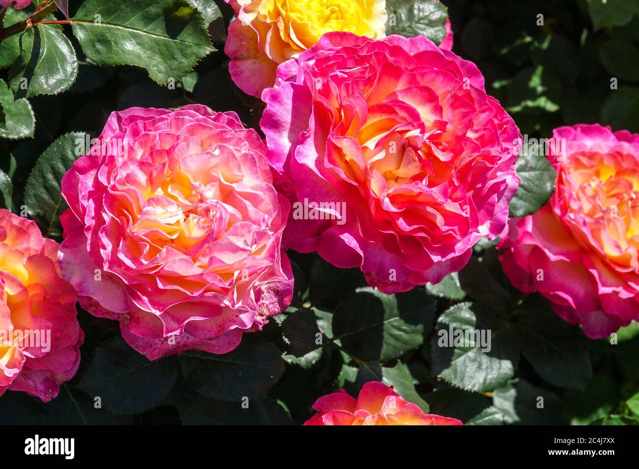 Miscela colorata di tè ibrido Rose Garden Rosa "stupenda" grandi fiori splendidi ibridi di tè Noble Tea Roses Foto Stock