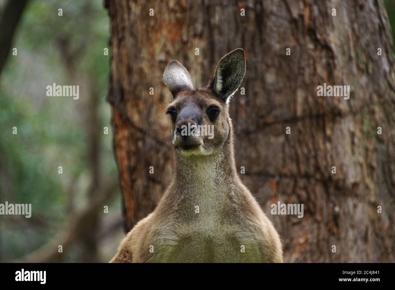 Testa di maschio Ganguro grigio occidentale nel suo habitat naturale nel sud-ovest Australia occidentale, vista frontale Foto Stock