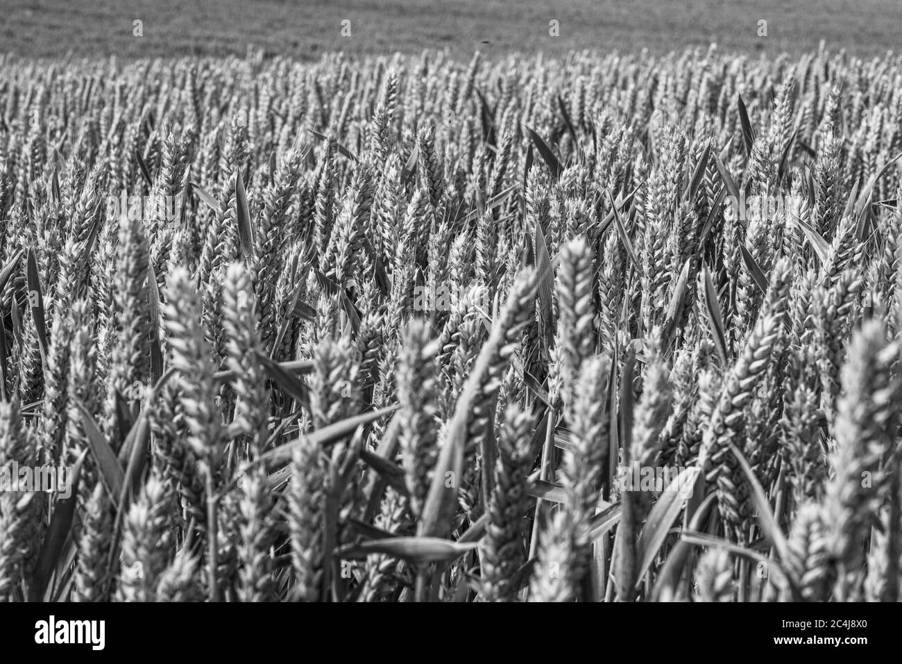 Grano che cresce nei campi sud-est in estate sole splendere primo piano mostrando vedere e grani baccelli immagine in bianco e nero Foto Stock