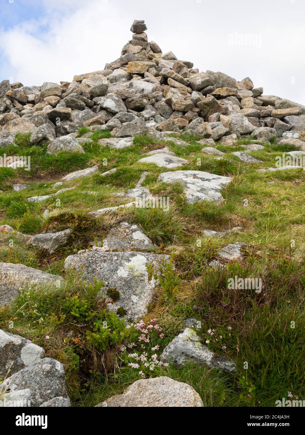 Inglese Stonecrop fiori selvatici che crescono appena sotto il cairn in cima a Brown Willy Tor, il punto più alto della Cornovaglia, Regno Unito Foto Stock