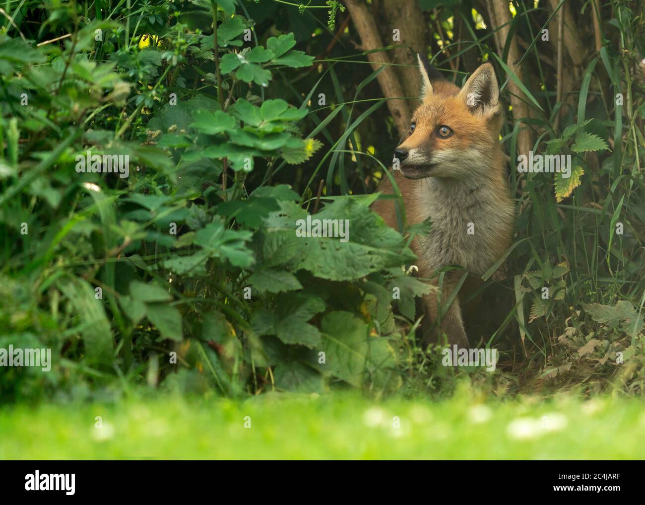 Un cute rosso Fox selvaggio (Vulpes vulpes) cub emerge dal sottobosco, Warwickshire Foto Stock