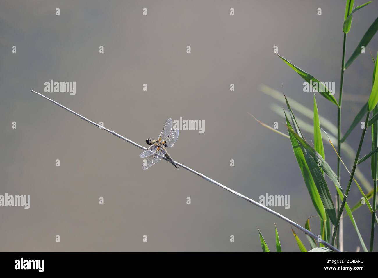 una libellula sbucciata su una vecchia cicogna di piante Foto Stock