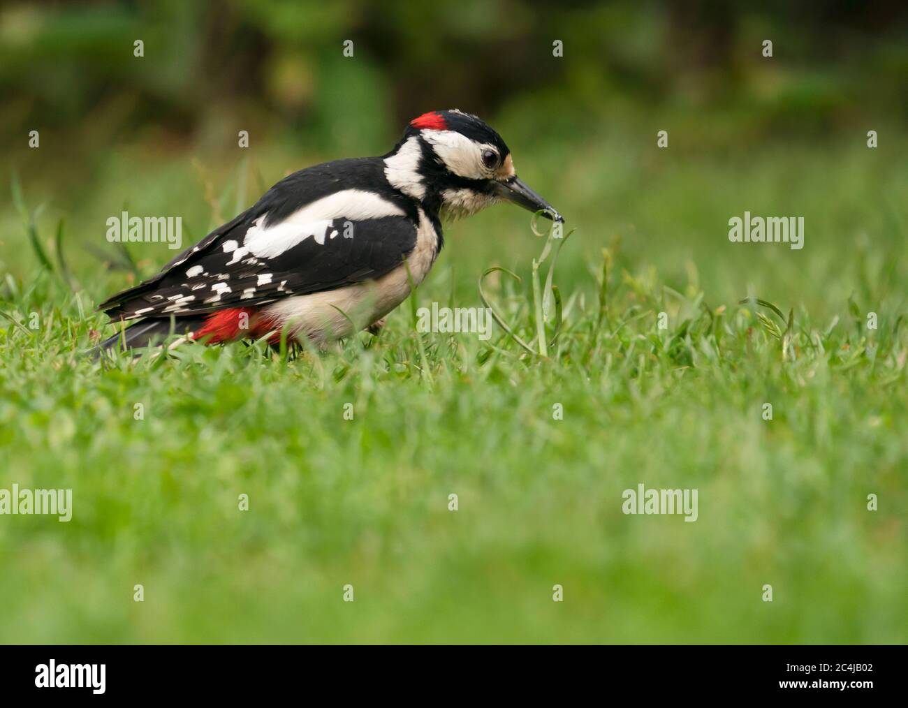 Un Picchio a punto grande (Dendrocopos Major) che si nuote su un prato giardino, Warwickshire Foto Stock