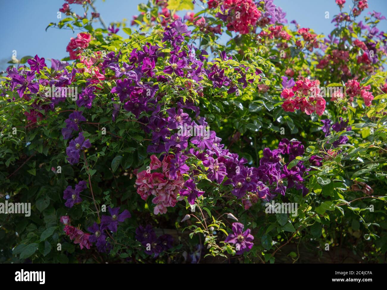 Clematis jackmanii e arrampicata rosa arrossire rambler, visto insieme mescolando e crescendo su e su una pergola nel giardino nel mese di giugno. Foto Stock