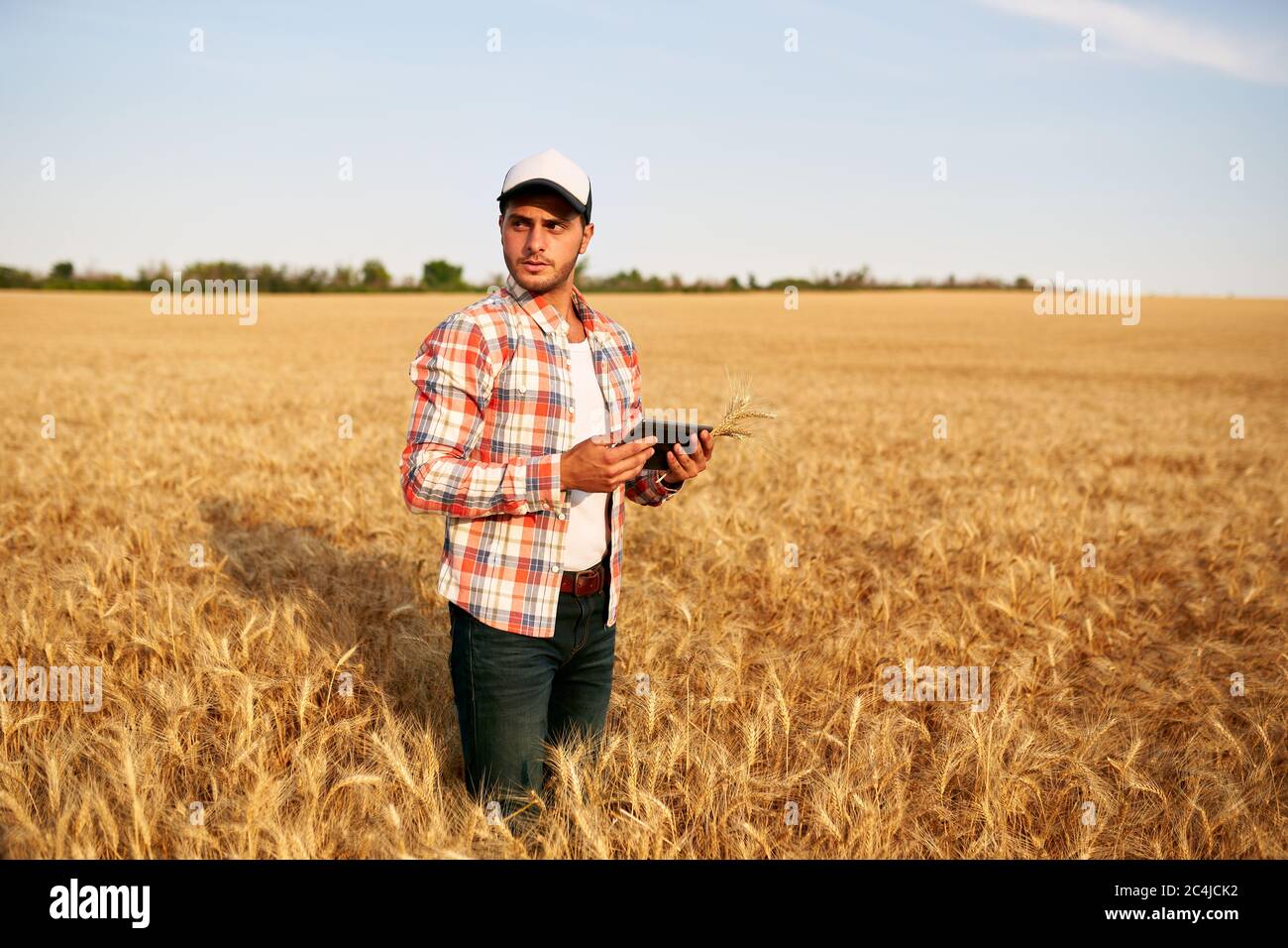 Agricoltura di precisione. Agricoltore che detiene un PC tablet, utilizzando software di gestione dati online presso il campo di grano. Agronomo che lavora con lo schermo del computer a sfioramento Foto Stock Agricoltura di precisione. Agricoltore che detiene un PC tablet, utilizzando software di gestione dati online presso il campo di grano. Agronomo che lavora con lo schermo del computer a sfioramento Foto Stock