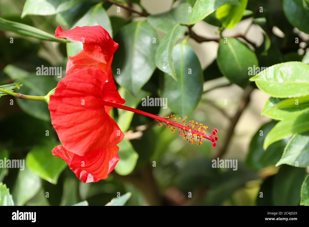 Fiore rosso ibisco - dettaglio della fioritura Foto Stock