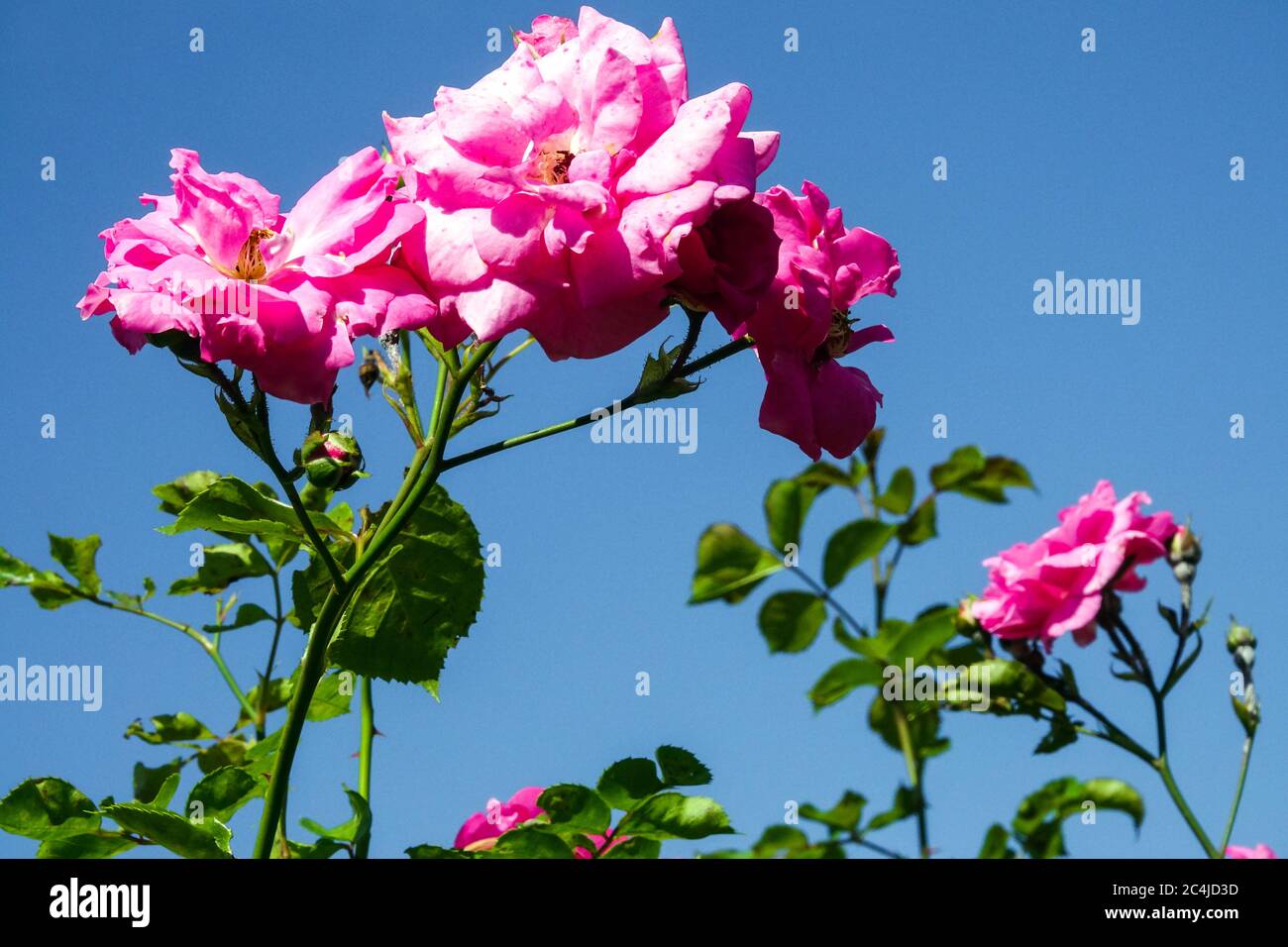 Rosa Rosa 'Chaplin's Pink' rose da arrampicata Foto Stock