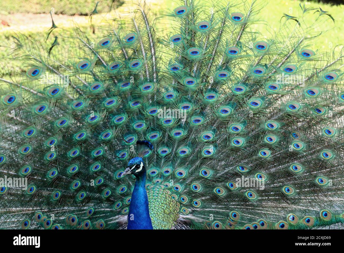 Peacock mostra la sua lunga coda con belle piume con segni simili agli occhi Foto Stock