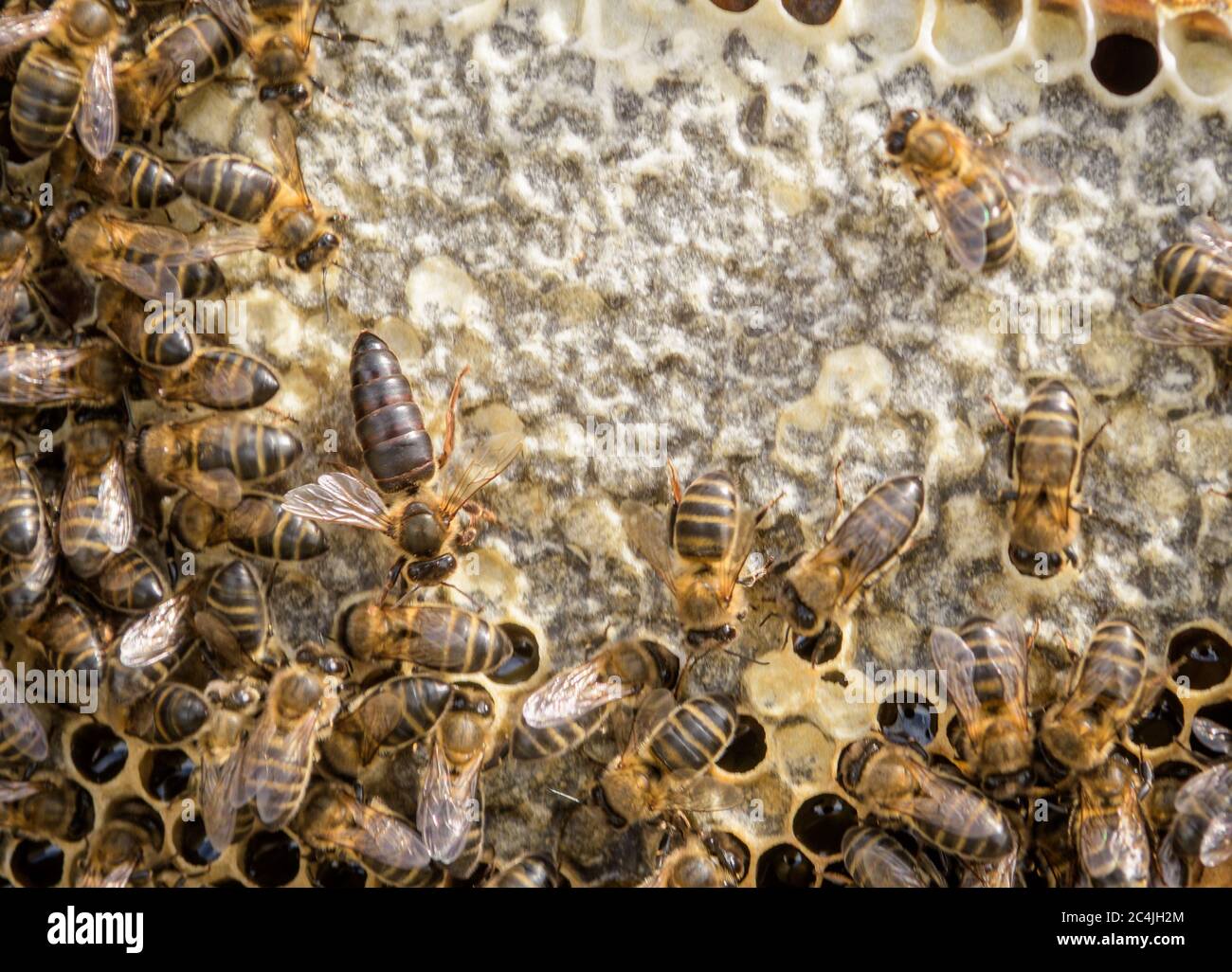 Colonie di api mistress. L'ape regina è più grande dell'ape operaia. Queen ape circondata dai suoi lavoratori. Foto Stock