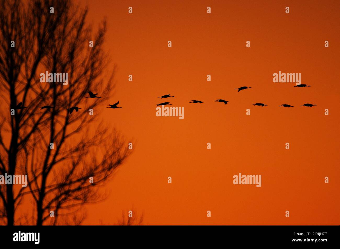 Gru comuni che sorvolano la foresta al tramonto Foto Stock