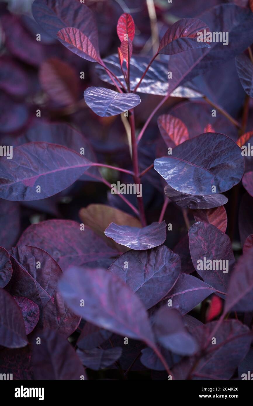 Cotinus coggygria, Smoke Bush, "Royal Purple" Foto Stock