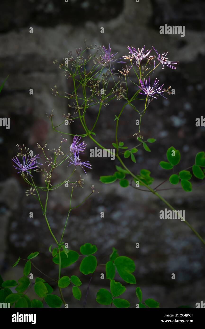 Thalictrum, Delavayi, Meadow Rue, 'Black Calze' Foto Stock