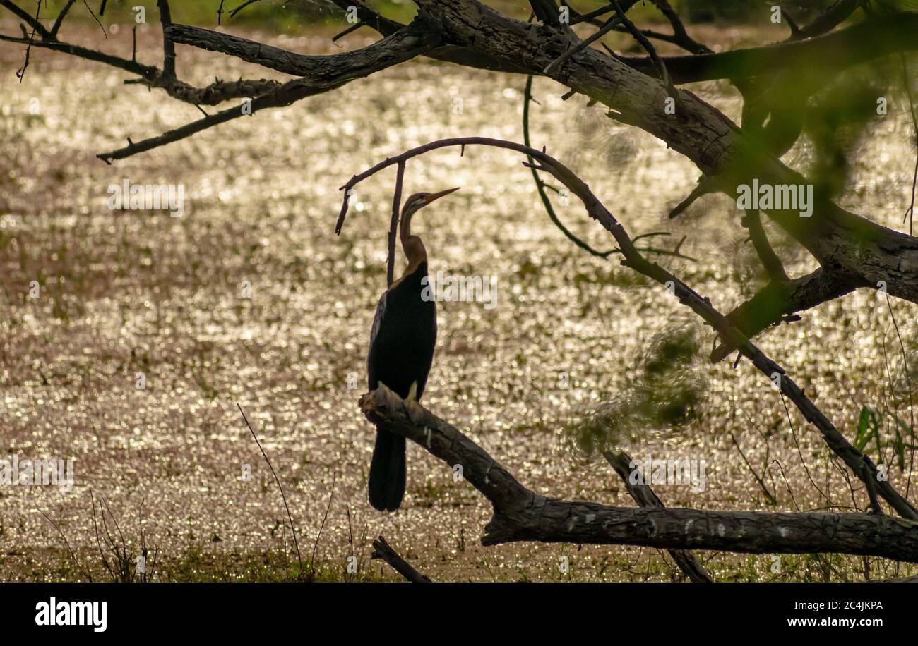 Darter indiano o uccello serpente, Bharatpur Bird Sanctuary Foto Stock
