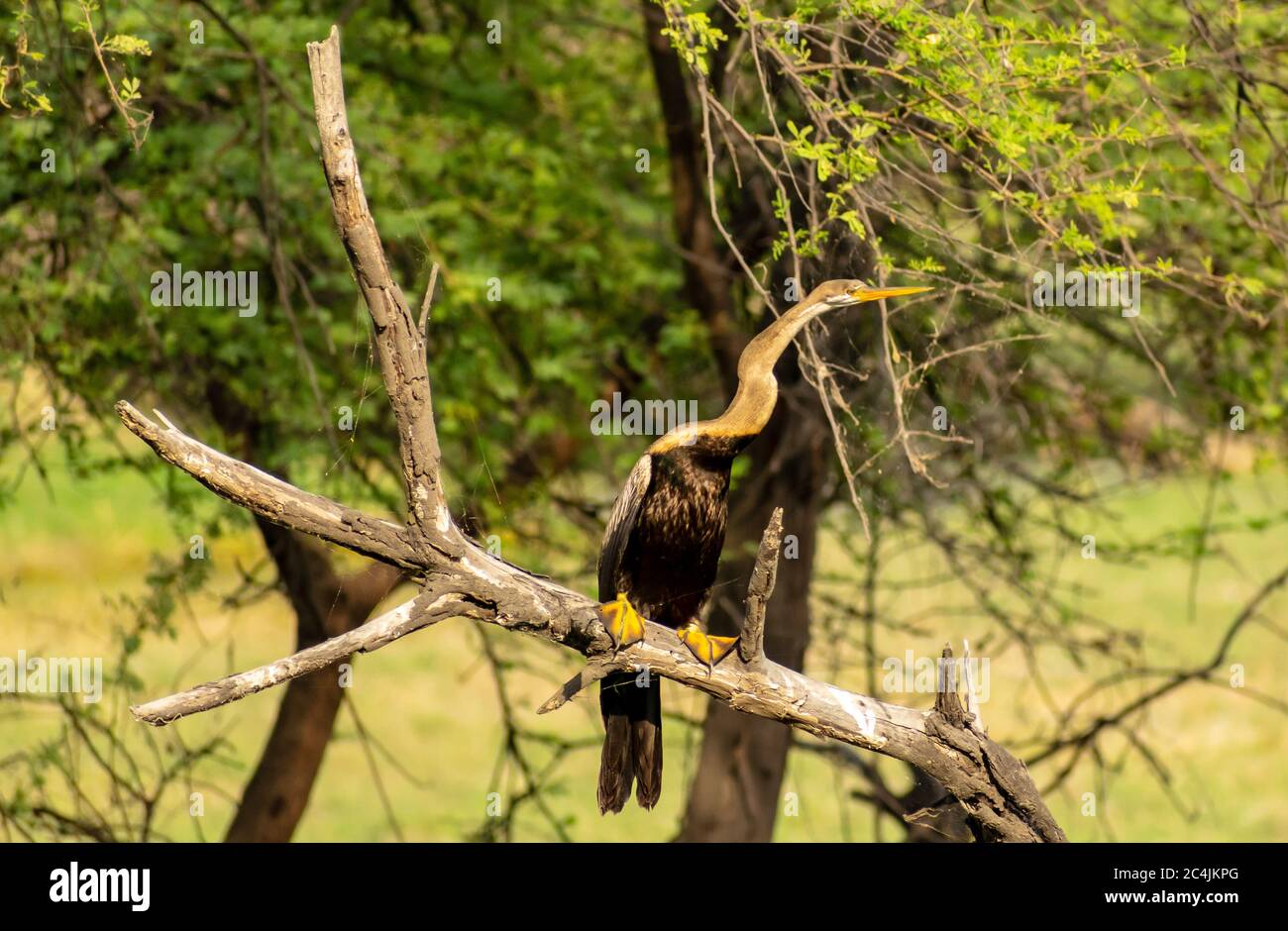 Darter indiano o uccello serpente, Bharatpur Bird Sanctuary Foto Stock