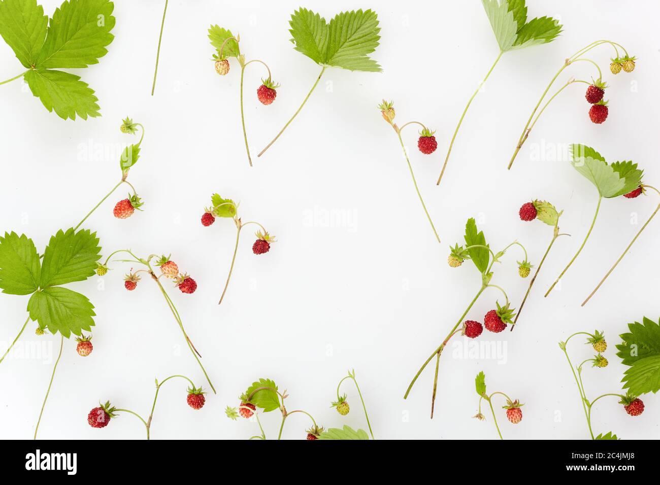 Rosso fragole selvatiche cornice su sfondo bianco con testo spazio copia Foto Stock
