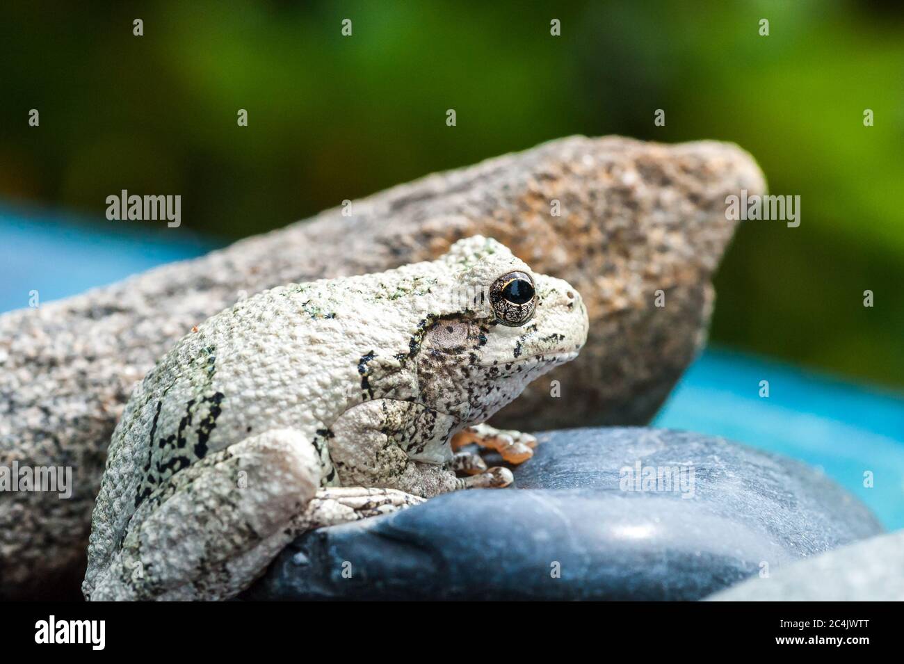 Northern Grey Tree Frog seduto su alcune rocce Foto Stock
