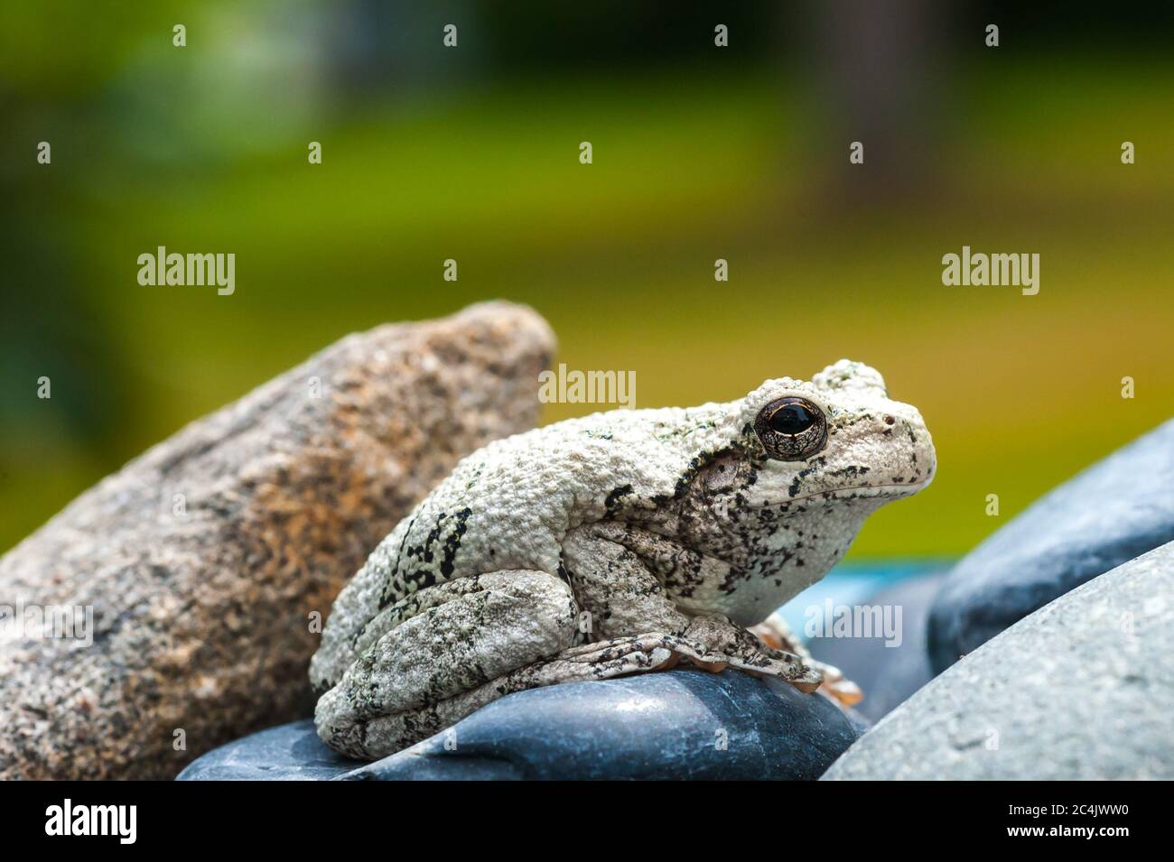 Northern Grey Tree Frog seduto su alcune rocce Foto Stock