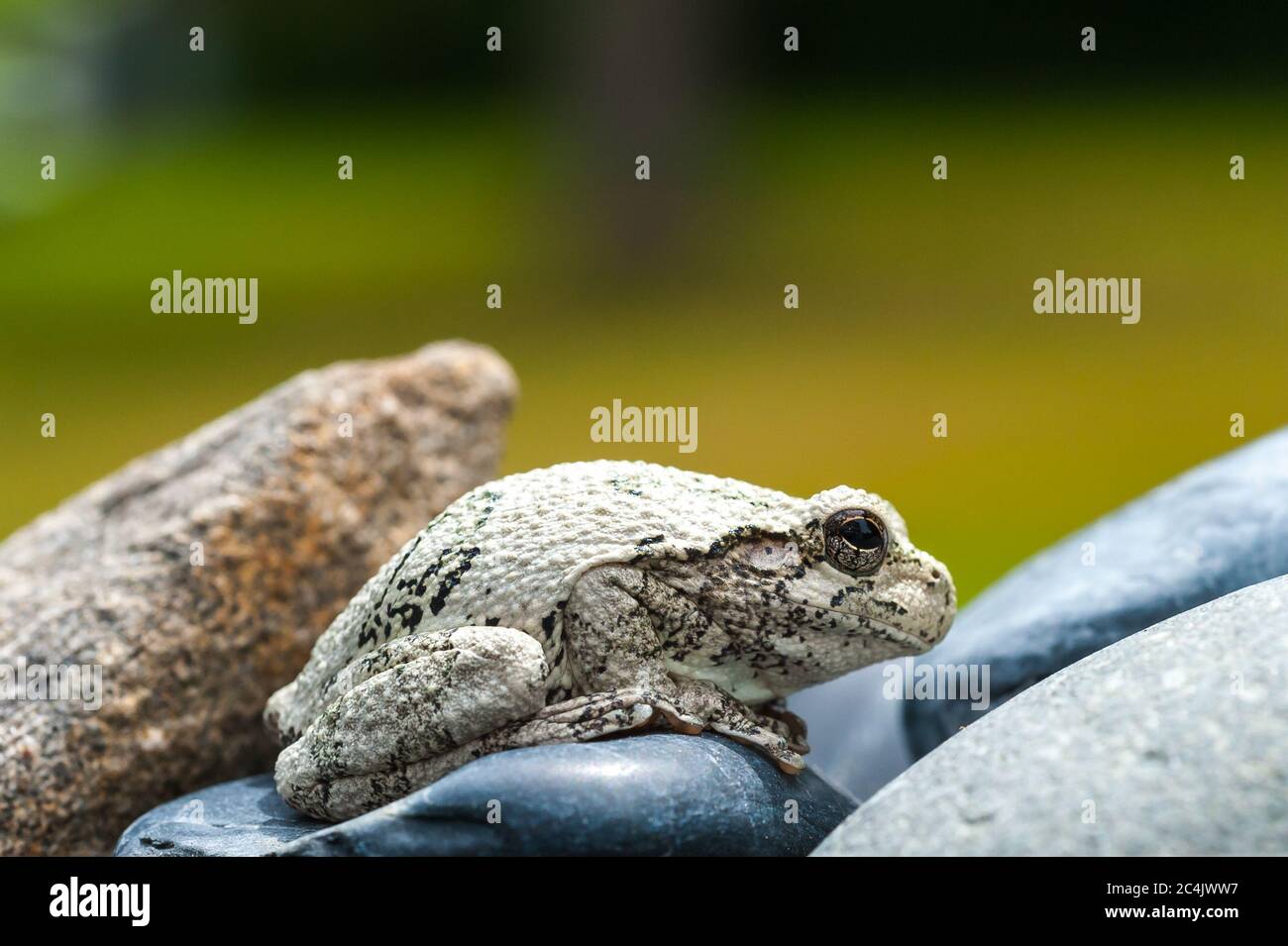 Northern Grey Tree Frog seduto su alcune rocce Foto Stock