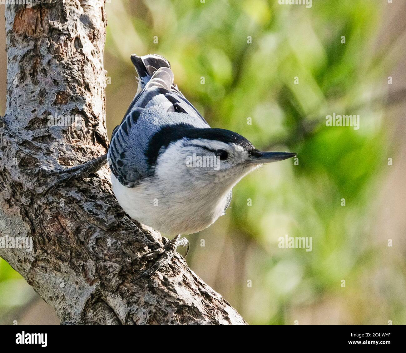 Un nuthatch bianco tostato seduto su un arto di albero Foto Stock