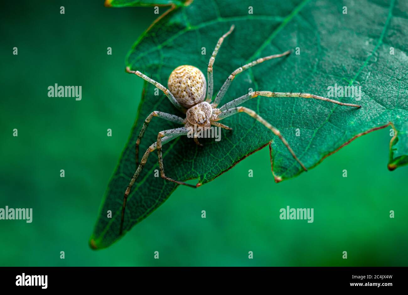 Grande ragno da giardino su una foglia di vite. Primo piano, macro. Gambe lunghe. Messa a fuoco selettiva. Latin: Philodromus sp. Foto Stock