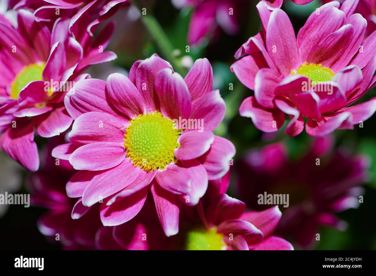 foto macro crisantemi rosa, foto a colori brillanti Foto Stock