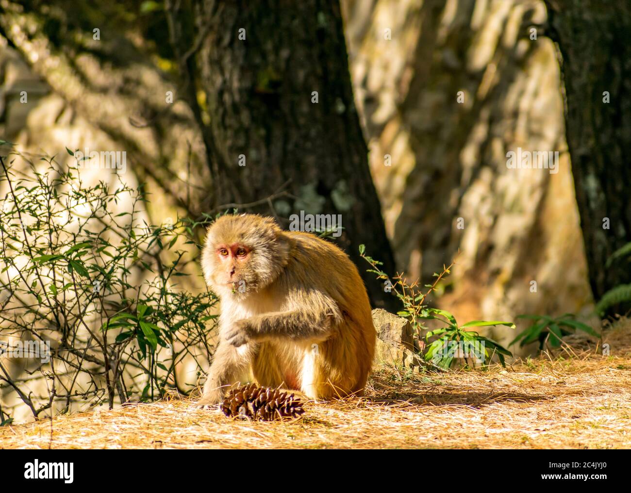 Scimmia rhesus o Rhesus macaques- Chail, Himachal Pradesh Foto Stock