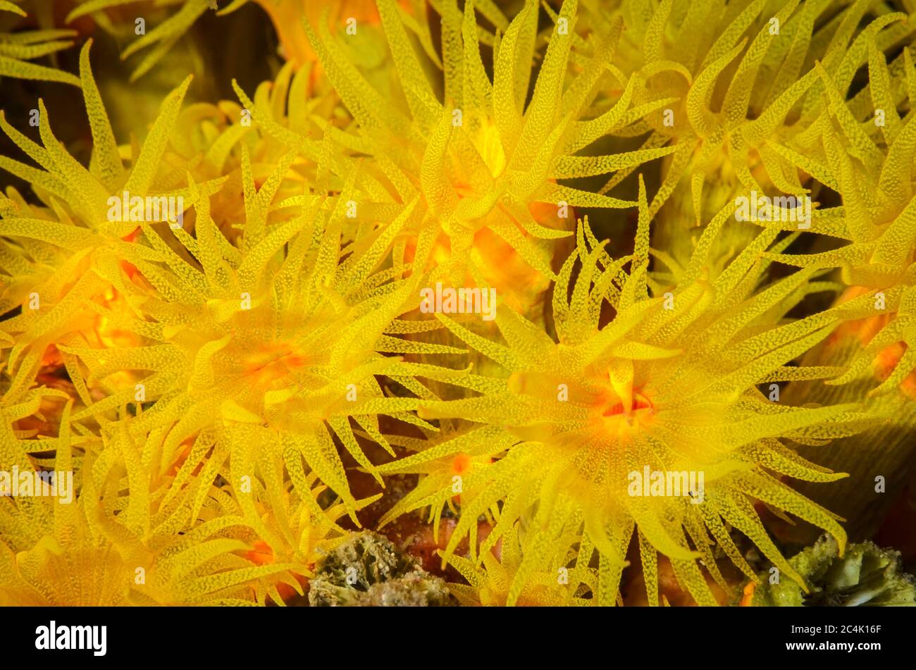 Coppa di corallo o sole corallo, Tubastraea faulkneri, Lembeh Strait, Sulawesi Nord, Indonesia, Pacifico Foto Stock