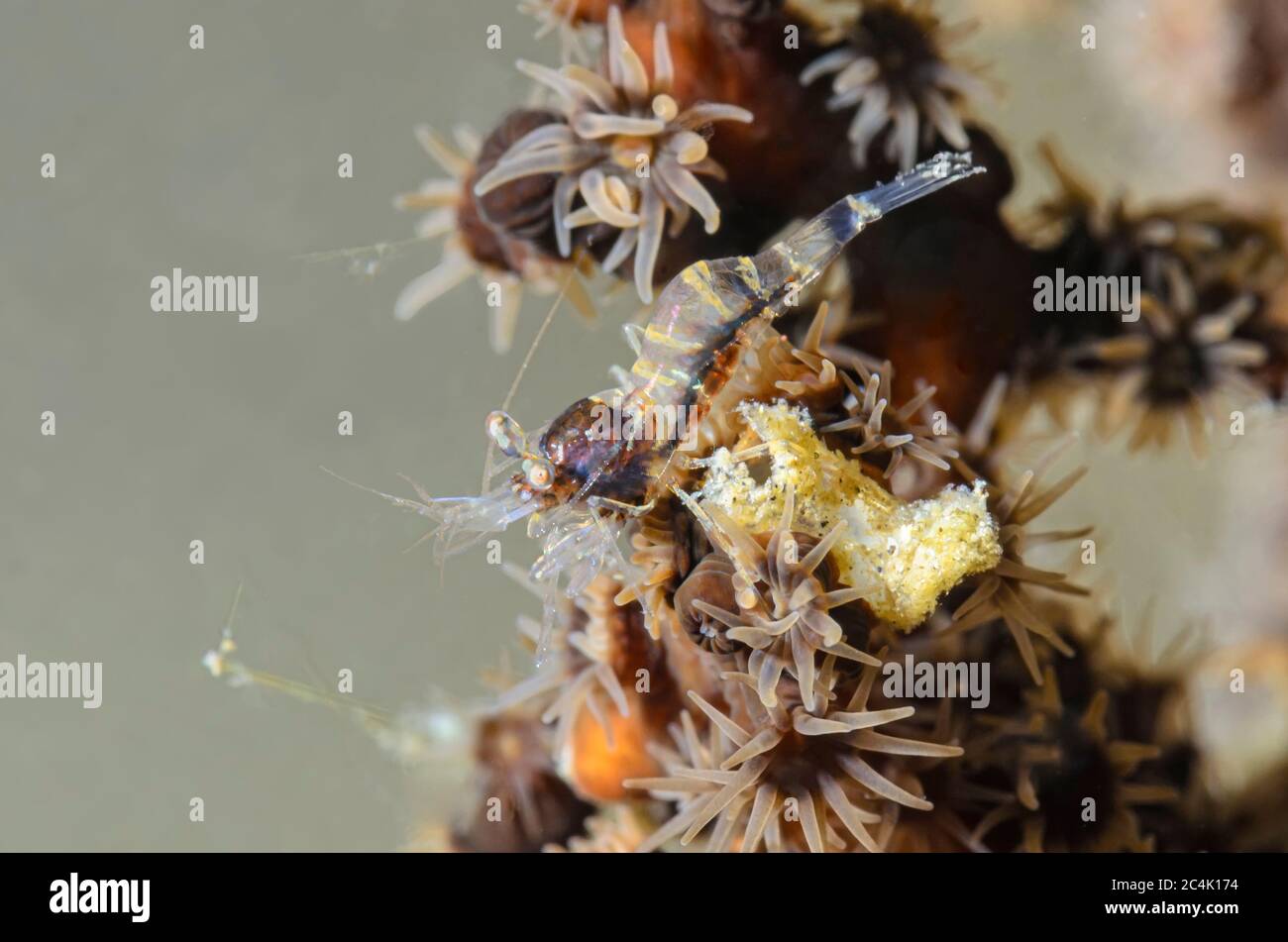 Gamberi al cioccolato, Phycomenes sp., su zoantide, Epizoanthus aff. Illoricatus, Lembeh Strait, Sulawesi del Nord, Indonesia, Pacifico Foto Stock