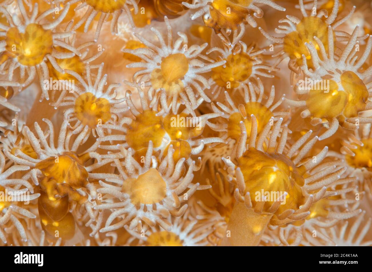 Vaso di fiori corallo, Goniopora sp. Con vermi aceol, Waminoa sp., Lembeh Strait, Sulawesi del Nord, Indonesia, Pacifico Foto Stock