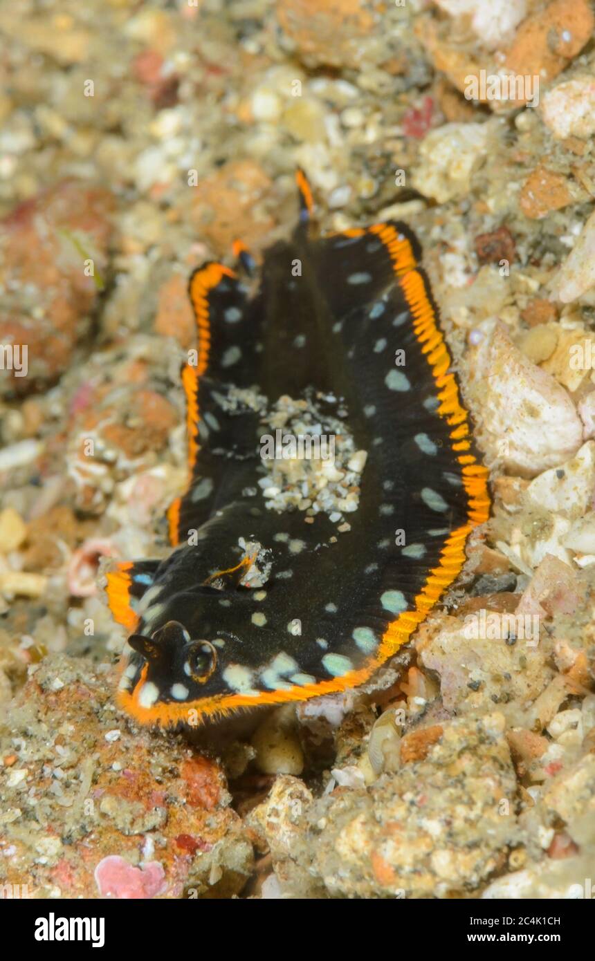 Suola giovanile, Soleichthys maculosus, imita un flatworm marino, Lembeh Strait, Sulawesi del Nord, Indonesia, Pacifico Foto Stock