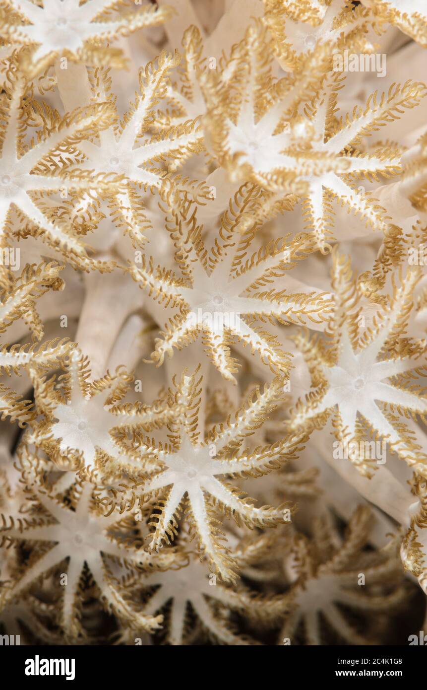 Polipi corallini morbidi, Xenia sp. Stretto di Lembeh, Sulawesi del Nord, Indonesia, Pacifico Foto Stock