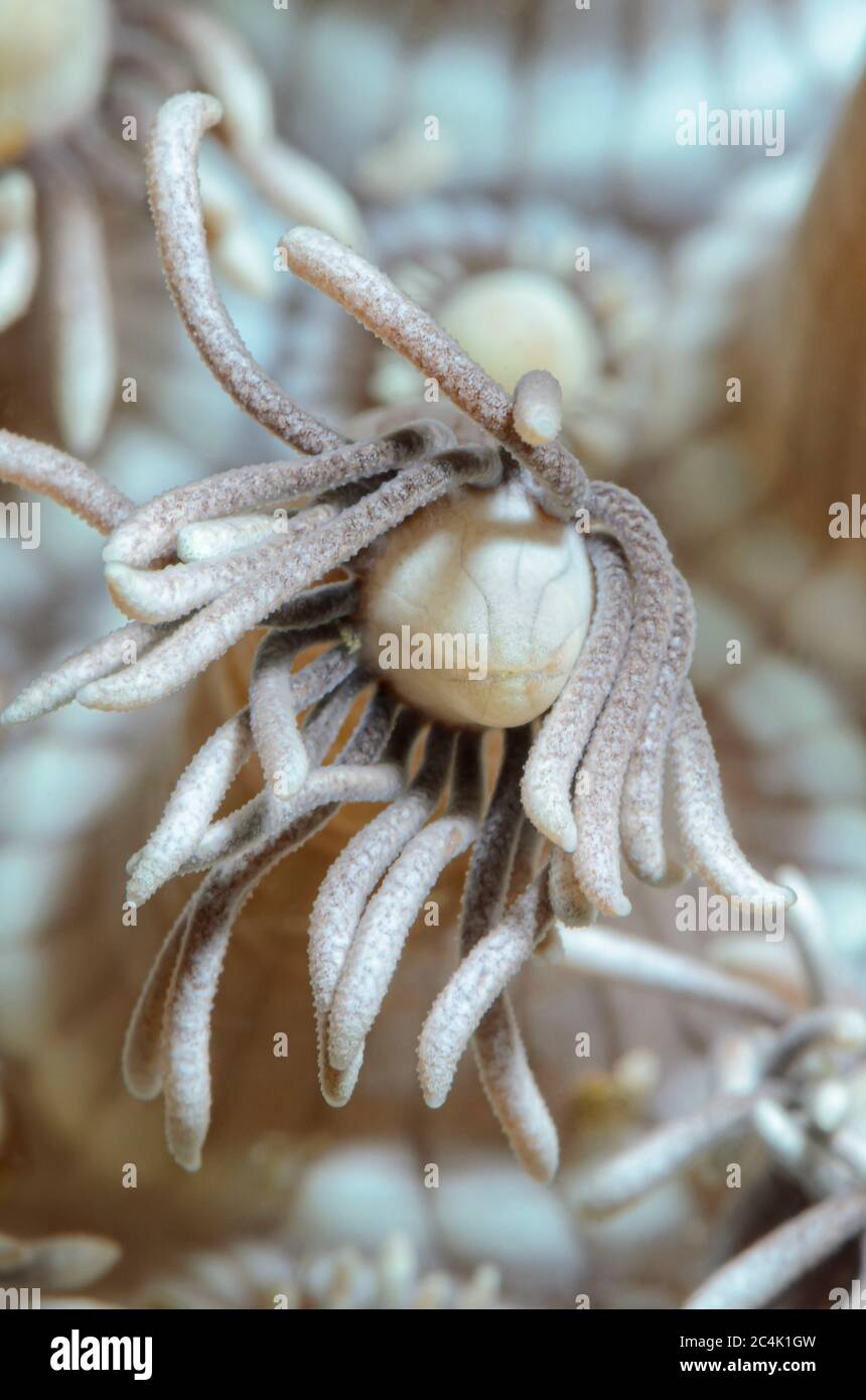 Corallo da fiore, albiconus di Goniopora, stretto di Lembeh, Sulawesi Settentrionale, Indonesia, Pacifico Foto Stock