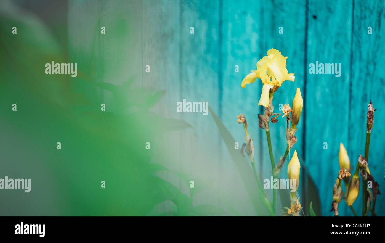 Primo piano di tulipani gialli chiusi sullo sfondo di foglie verdi. Bellissimi fiori che ondeggiano nel vento. Concetto di natura sfondo. Foto Stock