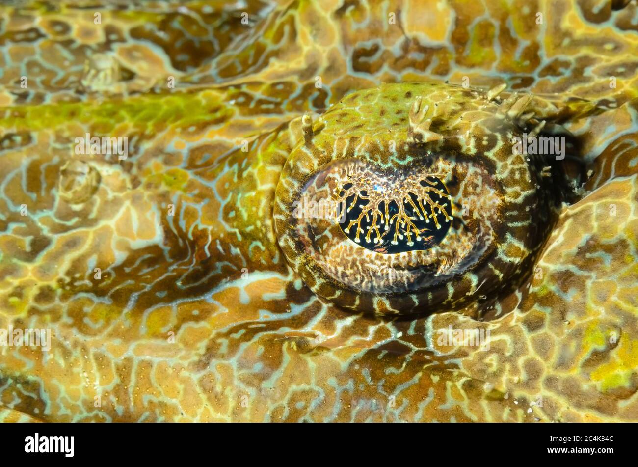 Croccagallo o pesce coccodrillo, Cymbacephalus beauforti, Lembeh Strait, Sulawesi del Nord, Indonesia, Pacifico Foto Stock