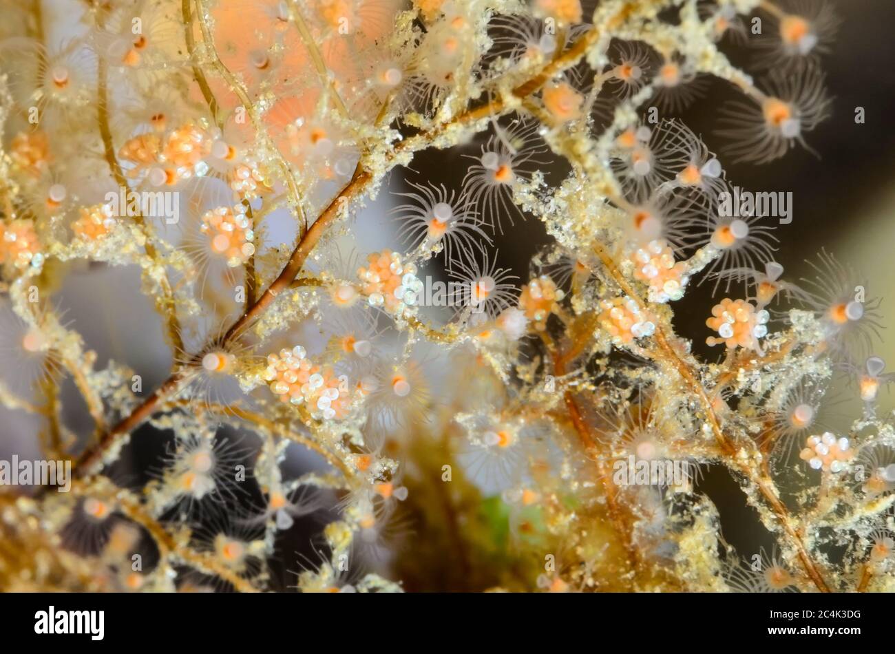 Polpi idroidali in erba, Eudendrium sp., Lembeh Strait, Sulawesi del Nord, Indonesia, Pacifico Foto Stock