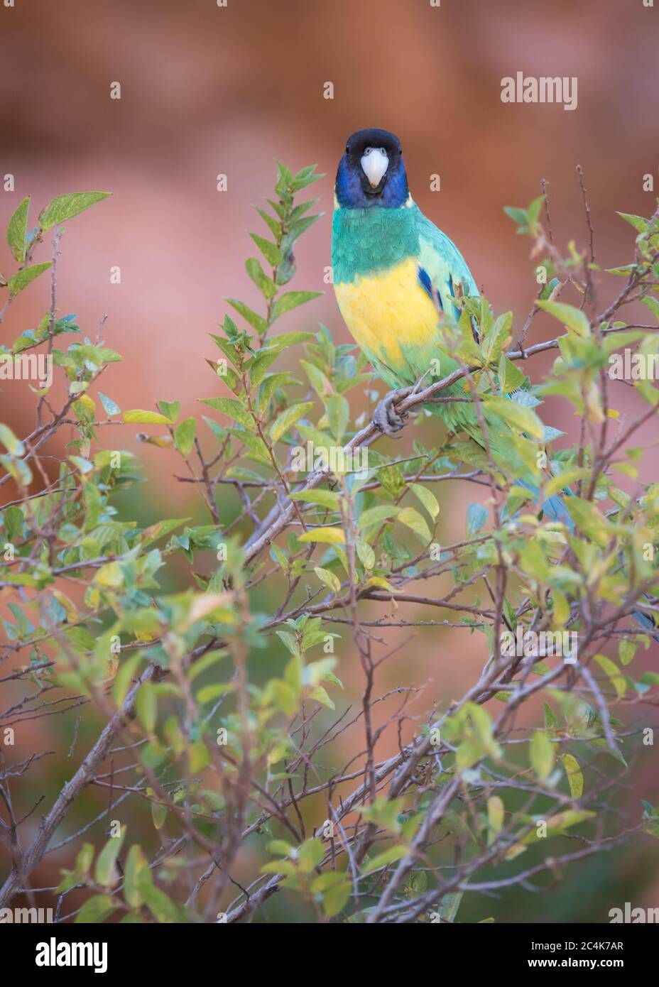 La sottospecie 'Port Lincoln' di Australian Ringneck si trova in un arbusto a Ormiston Gorge, nella catena montuosa di MacDonnell Ovest del territorio del Nord. Foto Stock