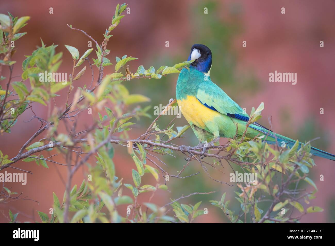 La sottospecie 'Port Lincoln' di Australian Ringneck si trova in un arbusto a Ormiston Gorge, nella catena montuosa di MacDonnell Ovest del territorio del Nord. Foto Stock