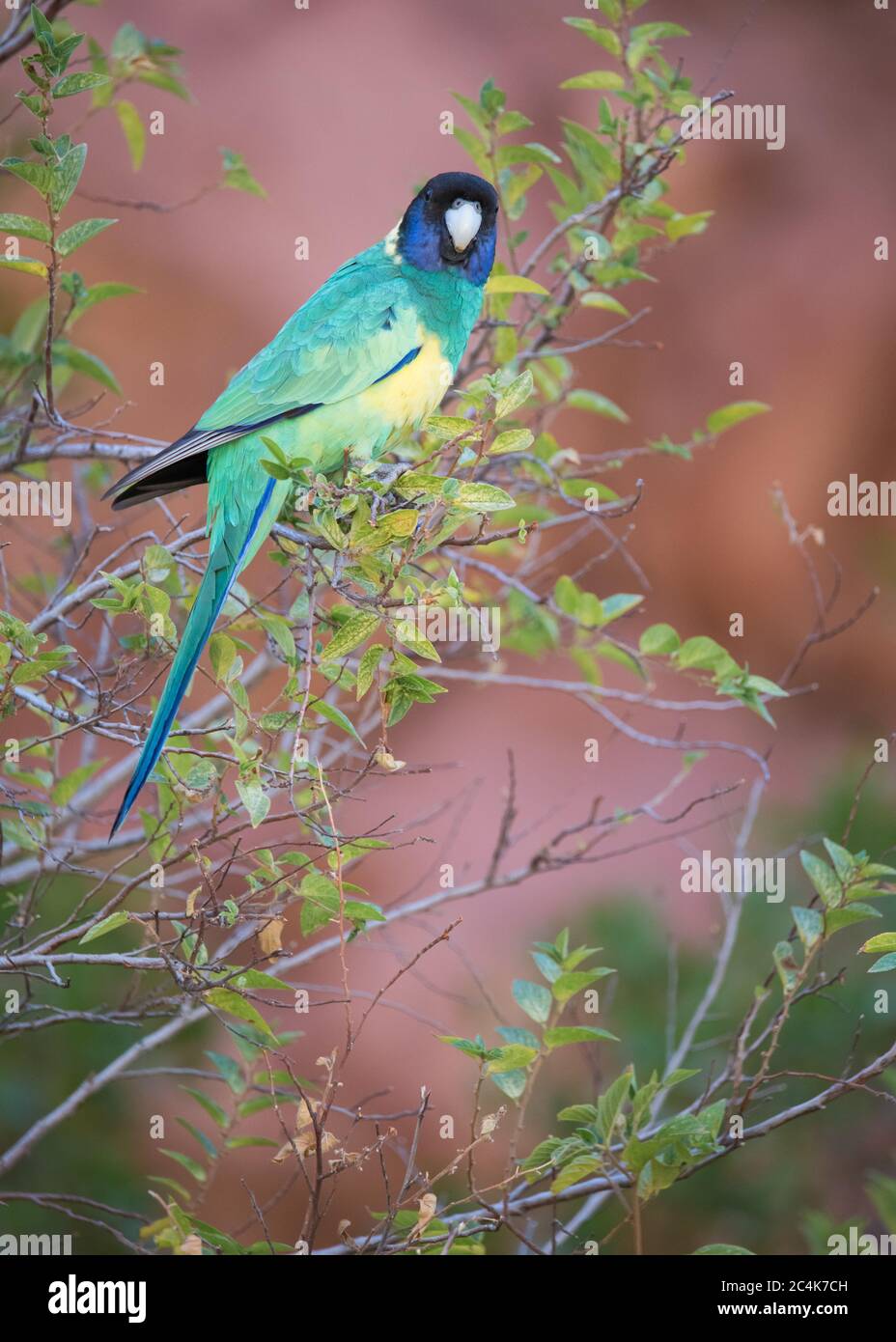 La sottospecie 'Port Lincoln' di Australian Ringneck si trova in un arbusto a Ormiston Gorge, nella catena montuosa di MacDonnell Ovest del territorio del Nord. Foto Stock