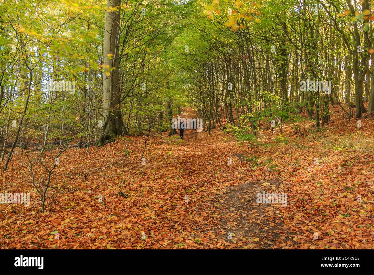 Sentiero escursionistico in una foresta dal Parco Nazionale Jasmund sull'isola di Ruegen. Umore di autunno con alberi decidui e foglie di marrone secco sulla foresta f Foto Stock