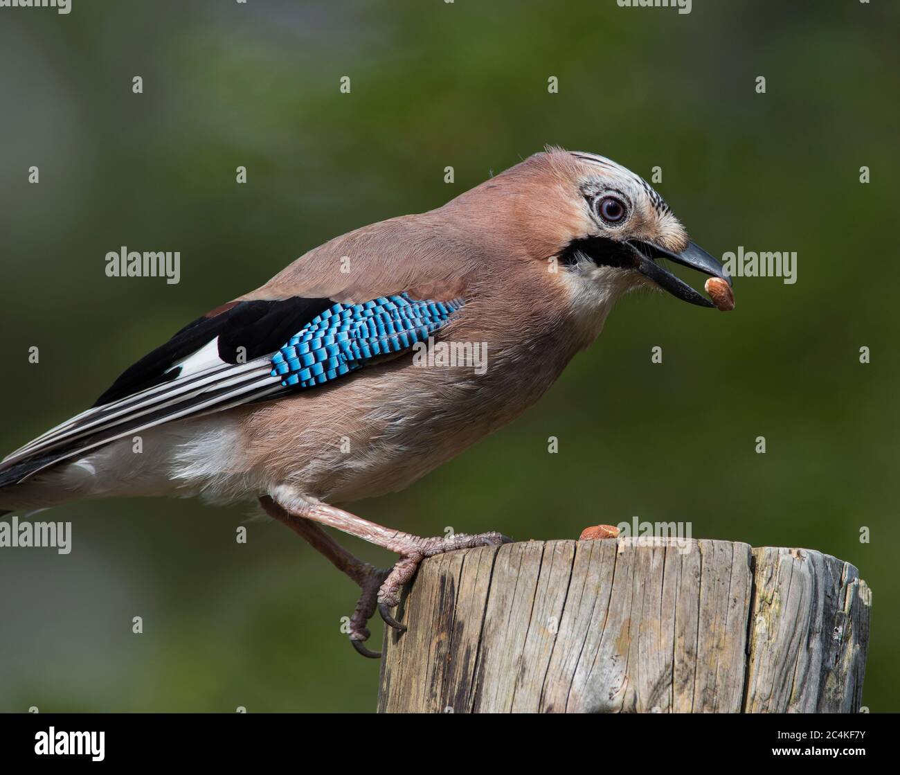 Eurasian Jay (Garrulus glandarius) in un Peak District Pine Forest. Foto Stock