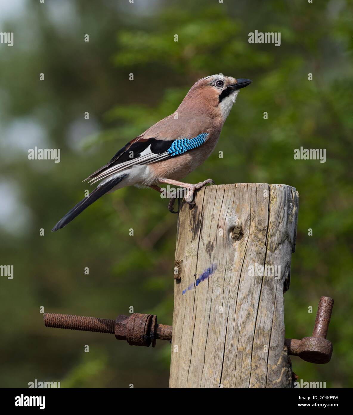 Eurasian Jay (Garrulus glandarius) in un Peak District Pine Forest. Foto Stock