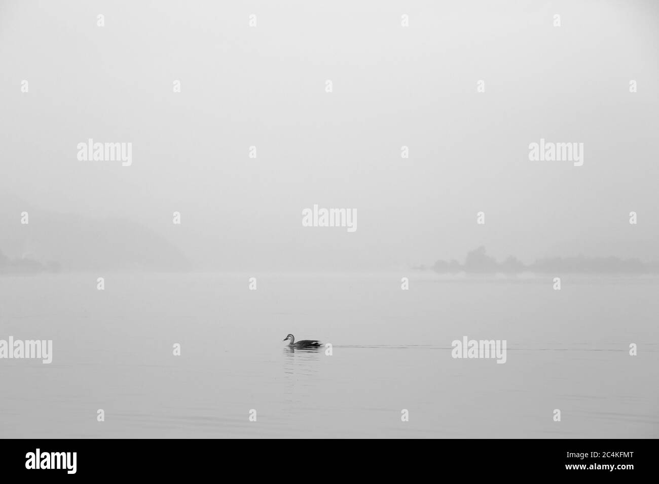 Foto Bianco e nero, un'anatra che nuotano sul lago al mattino nebbiosa, Dumulmeori, Yangpyeong-gun, Corea Foto Stock