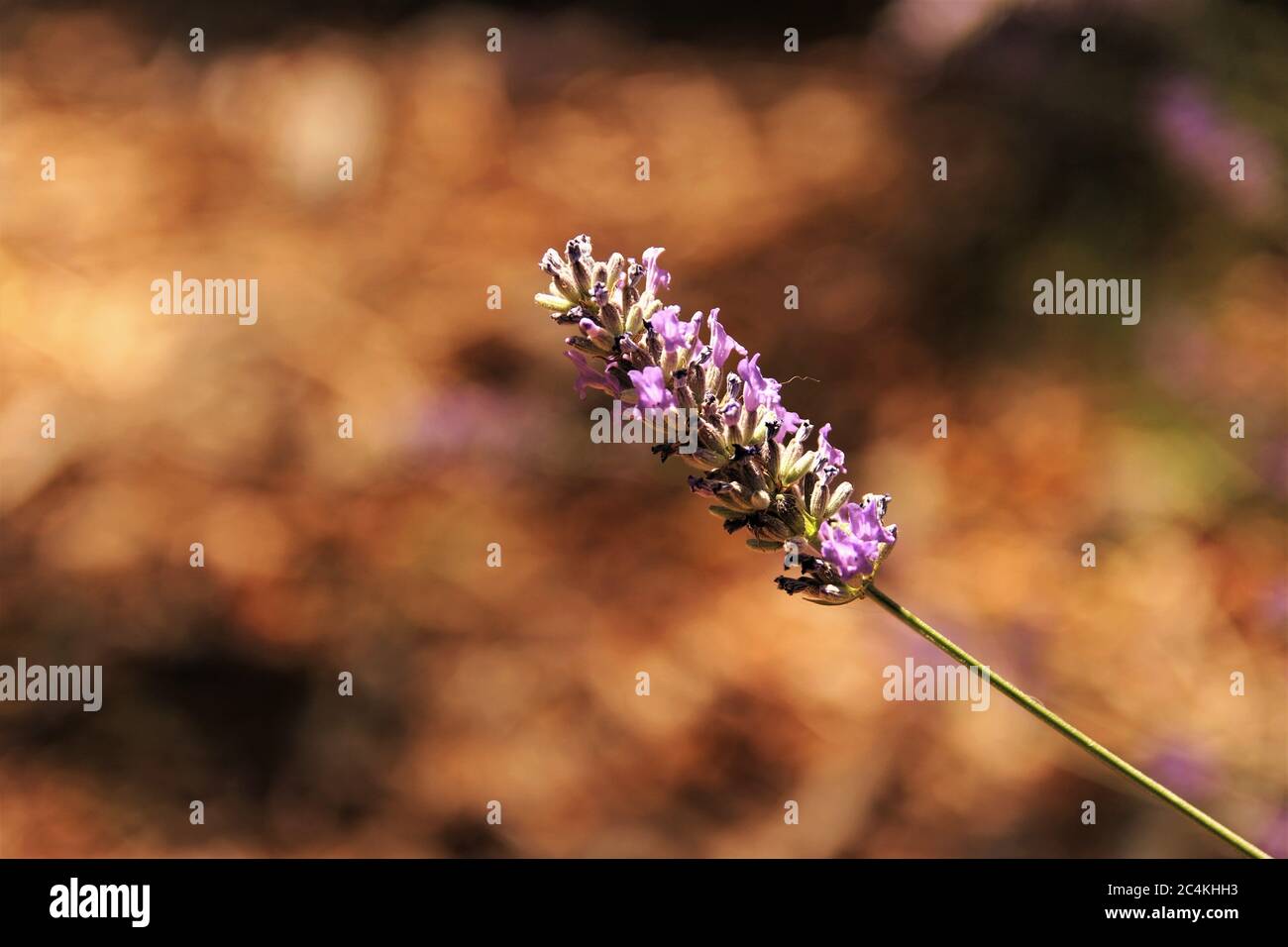 Lavanda fiore pianta sfocatura sfondo foto Foto Stock