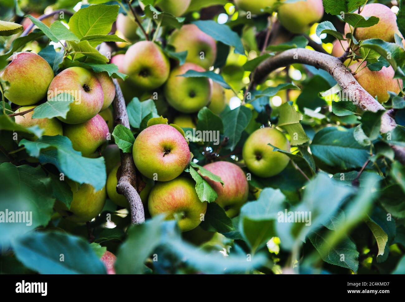 Primo piano di mele che crescono in un frutteto di mele Foto Stock