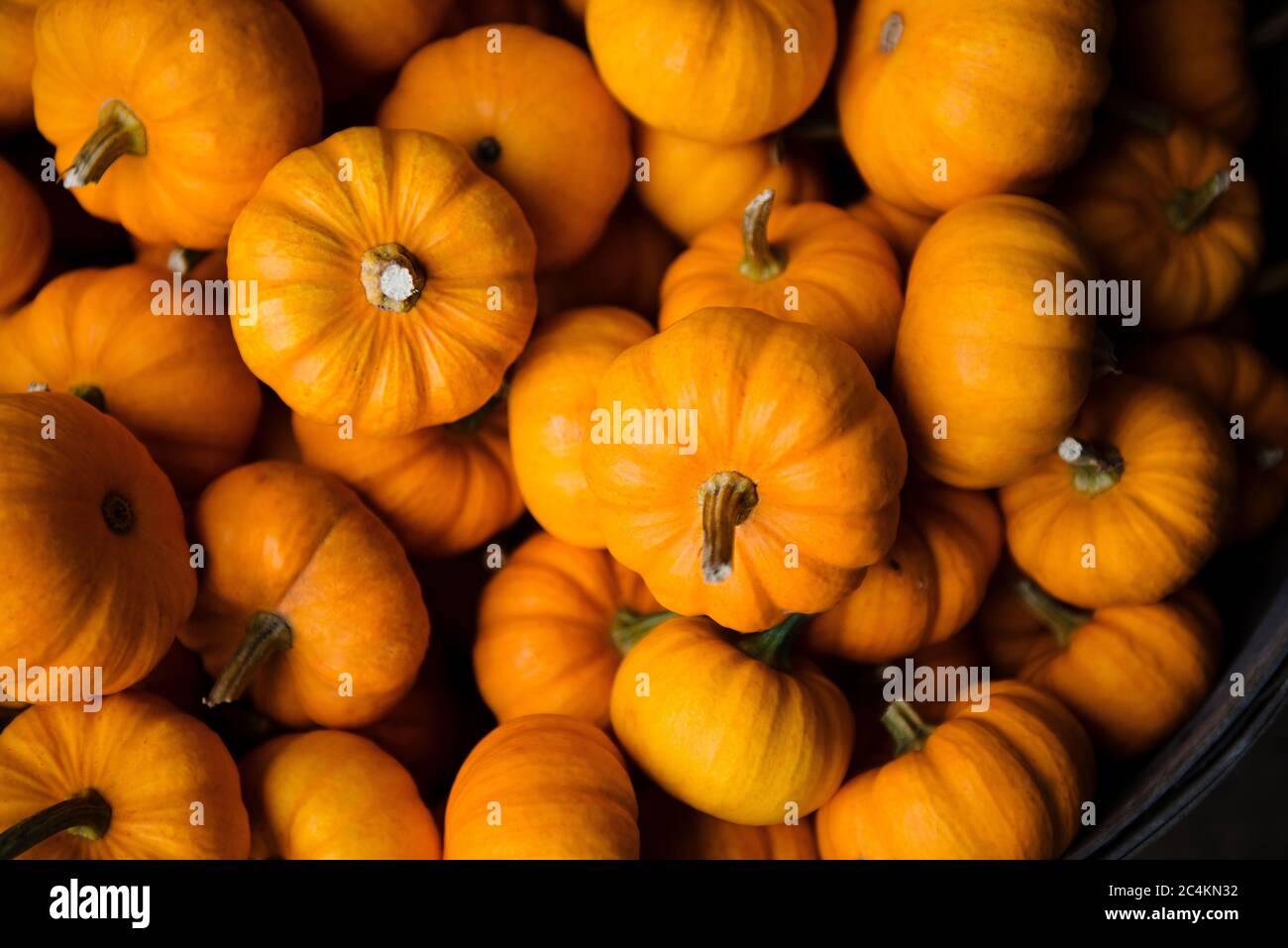 Zucche d'arancia in miniatura in vendita a un patch di zucca Foto Stock