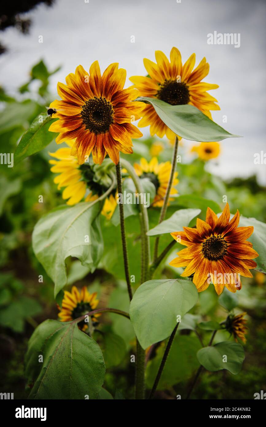 Girasoli Becka in un campo Foto Stock